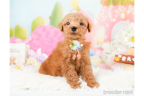 成約済の神奈川県のトイプードル-287224の10枚目