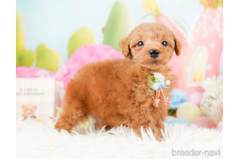 成約済の神奈川県のトイプードル-287224