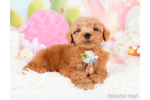 成約済の神奈川県のトイプードル-287224の3枚目