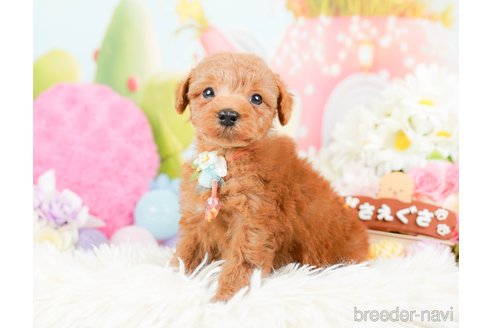 成約済の神奈川県のトイプードル-287224の4枚目