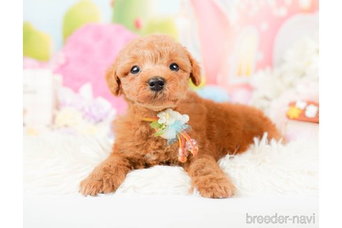 成約済の神奈川県のトイプードル-287224の5枚目