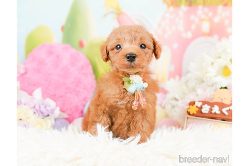 成約済の神奈川県のトイプードル-287224の6枚目