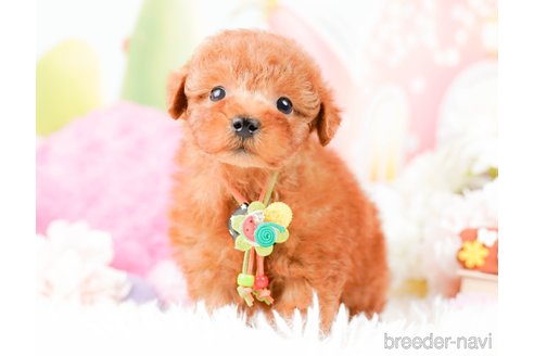 成約済の神奈川県のトイプードル-287225の6枚目