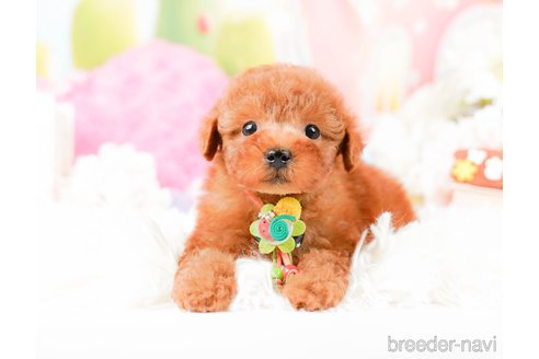 成約済の神奈川県のトイプードル-287225の1枚目