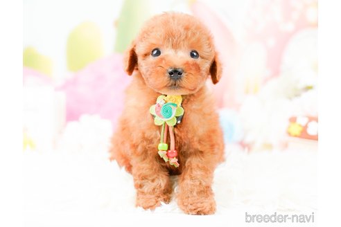 成約済の神奈川県のトイプードル-287225の7枚目