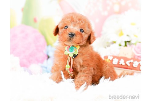 成約済の神奈川県のトイプードル-287225の2枚目