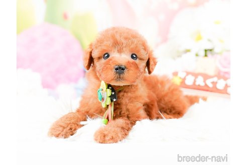 成約済の神奈川県のトイプードル-287225の3枚目