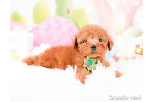 成約済の神奈川県のトイプードル-287225の4枚目