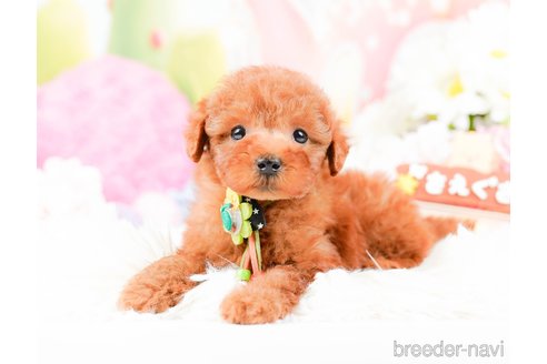 成約済の神奈川県のトイプードル-287225の5枚目