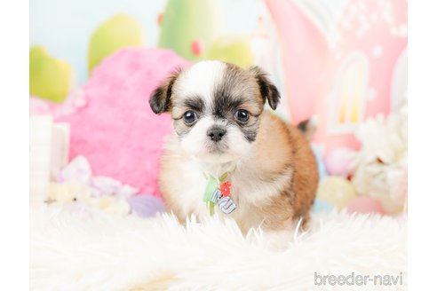 成約済の神奈川県のチワズー:チワワ×シーズー-287227の7枚目