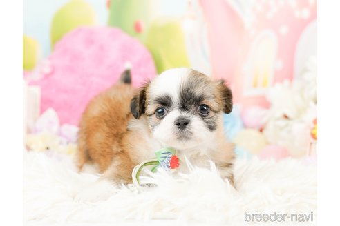 成約済の神奈川県のチワズー:チワワ×シーズー-287227の8枚目