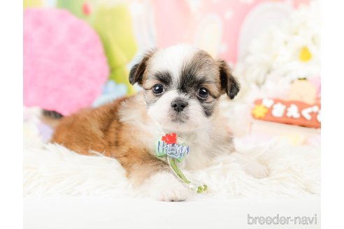 成約済の神奈川県のチワズー:チワワ×シーズー-287227の9枚目