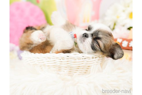 成約済の神奈川県のチワズー:チワワ×シーズー-287227の3枚目