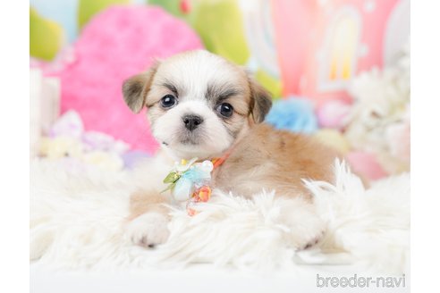 成約済の神奈川県のチワズー:チワワ×シーズー-287228の9枚目