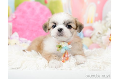 成約済の神奈川県のチワズー:チワワ×シーズー-287228の4枚目