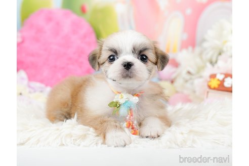 成約済の神奈川県のチワズー:チワワ×シーズー-287228の5枚目