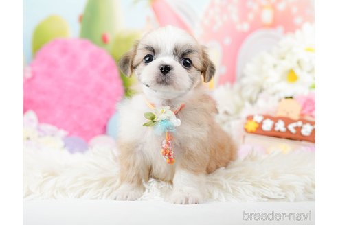 成約済の神奈川県のチワズー:チワワ×シーズー-287228の8枚目