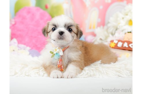 成約済の神奈川県のチワズー:チワワ×シーズー-287228の7枚目