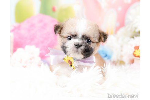 成約済の神奈川県のチワズー:チワワ×シーズー-287234の7枚目