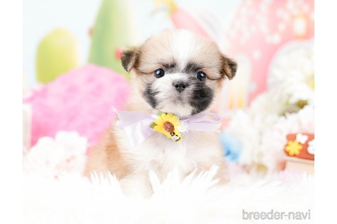 成約済の神奈川県のチワズー:チワワ×シーズー-287234の8枚目