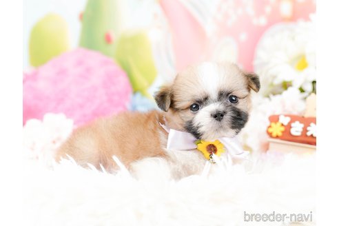 成約済の神奈川県のチワズー:チワワ×シーズー-287234の9枚目