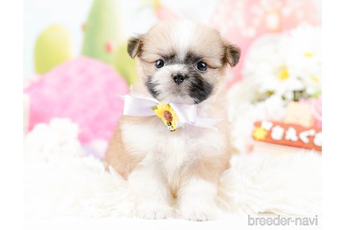 成約済の神奈川県のチワズー:チワワ×シーズー-287234の10枚目