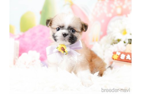 成約済の神奈川県のチワズー:チワワ×シーズー-287234の11枚目