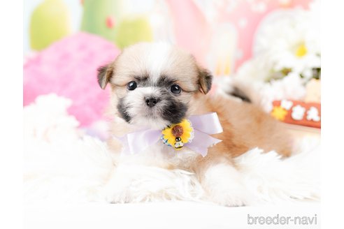 成約済の神奈川県のチワズー:チワワ×シーズー-287234の3枚目