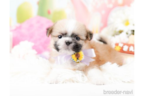 成約済の神奈川県のチワズー:チワワ×シーズー-287234の5枚目