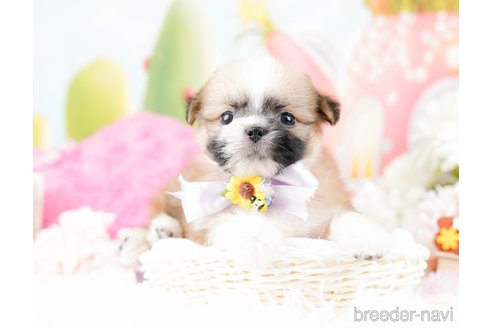 成約済の神奈川県のチワズー:チワワ×シーズー-287234の6枚目