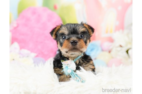 成約済の神奈川県のヨークシャーテリア-287239の5枚目