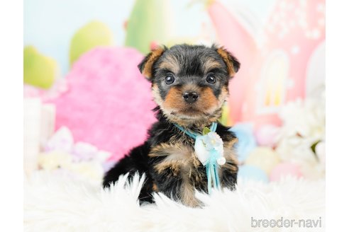 成約済の神奈川県のヨークシャーテリア-287239の7枚目