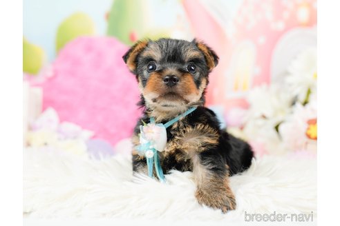 成約済の神奈川県のヨークシャーテリア-287239の8枚目