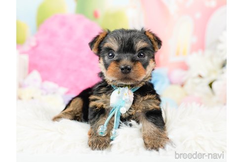 成約済の神奈川県のヨークシャーテリア-287239の10枚目