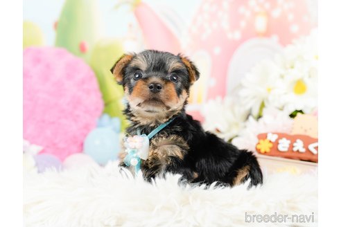 成約済の神奈川県のヨークシャーテリア-287239の11枚目