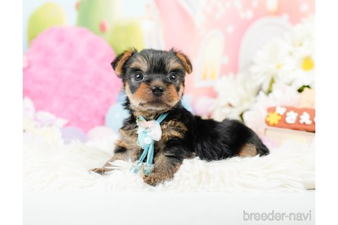 成約済の神奈川県のヨークシャーテリア-287239の3枚目