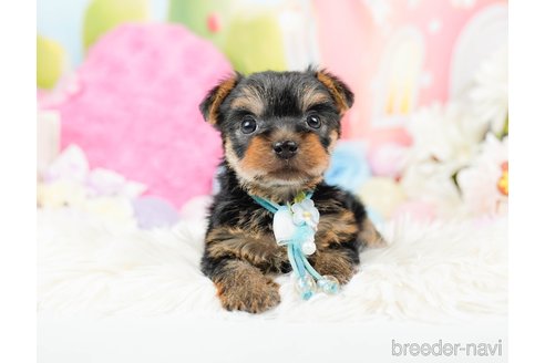 成約済の神奈川県のヨークシャーテリア-287239の4枚目