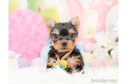 成約済の神奈川県のヨークシャーテリア-287244の11枚目