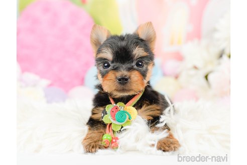 成約済の神奈川県のヨークシャーテリア-287244の7枚目