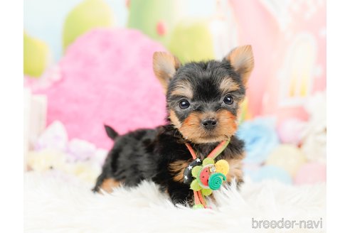 成約済の神奈川県のヨークシャーテリア-287244の8枚目