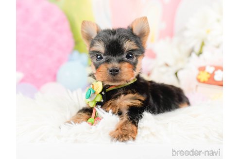 成約済の神奈川県のヨークシャーテリア-287244の4枚目