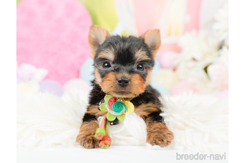 成約済の神奈川県のヨークシャーテリア-287244の5枚目