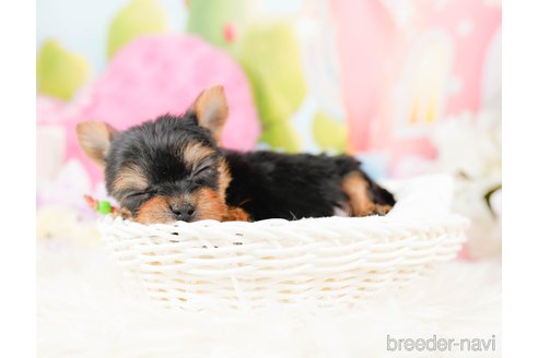 成約済の神奈川県のヨークシャーテリア-287244の6枚目