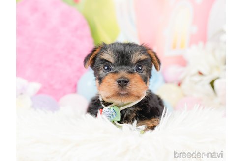 成約済の神奈川県のヨークシャーテリア-287246の11枚目