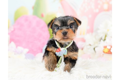 成約済の神奈川県のヨークシャーテリア-287246の7枚目