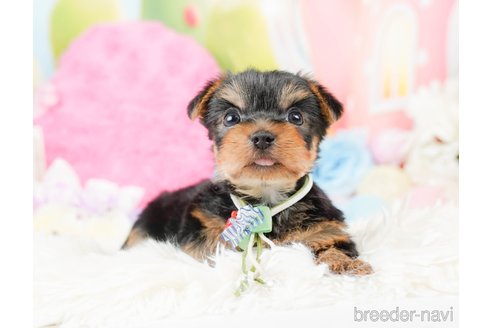 成約済の神奈川県のヨークシャーテリア-287246の8枚目