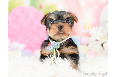 成約済の神奈川県のヨークシャーテリア-287246の9枚目