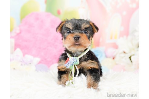 成約済の神奈川県のヨークシャーテリア-287246の10枚目