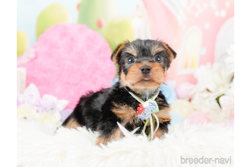 成約済の神奈川県のヨークシャーテリア-287246の3枚目