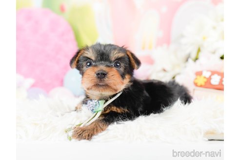 成約済の神奈川県のヨークシャーテリア-287246の4枚目